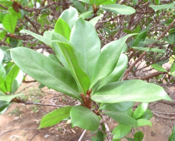 Ficus cythapespule (coccygeal): nega, fotografija