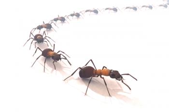 Destrucción de hormigas en un apartamento: métodos de lucha, tratamiento.