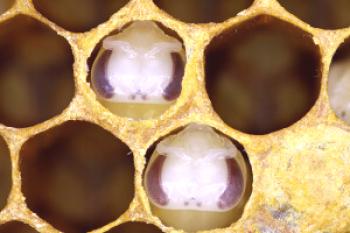 Larvas de abejas Infancia - abeja joven