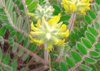 Astragalus sherstistovetskogo - opis, uporaba, uporabne lastnosti, fotografije
