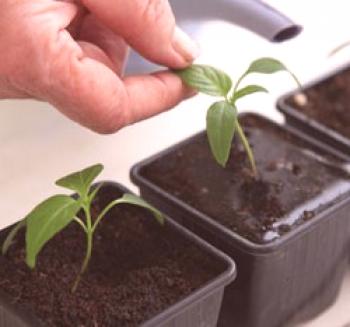 Saditev paprike v rastlinjaku iz polikarbonata