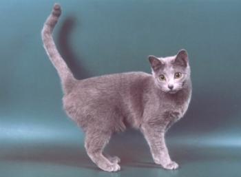 Kako izgleda sibirska modra mačka?