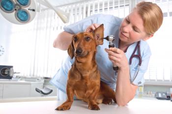 Piroplasmosis en perros: cómo diagnosticar y tratar una enfermedad terrible