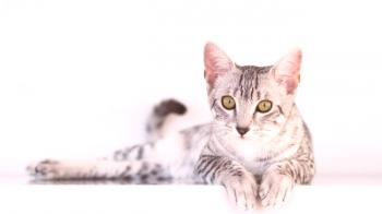 Kako dolgo trajajo mačke: Prvi znaki in izrazi