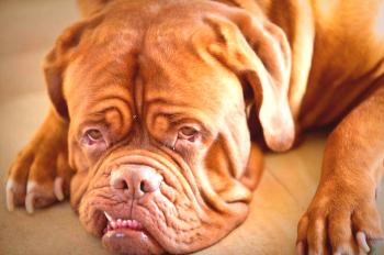 Bordeaux Dog: Opis pasme iz fotografije