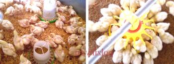 Gojenje pitovnih piščancev doma