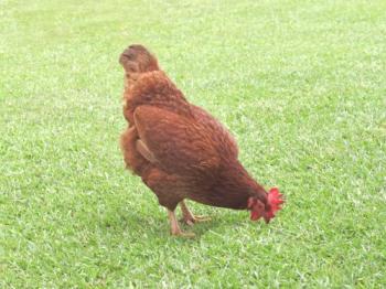Порода пилета Бръснач Браун: описание, характеристики, ревюта