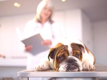 Cómo diagnosticar y tratar la enteritis de perros.
