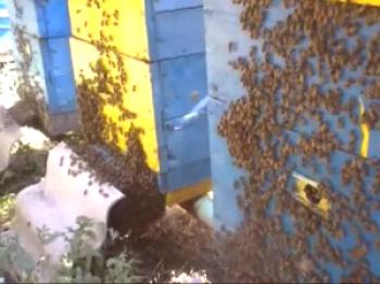 El trabajo del apicultor sobre una abeja en junio.