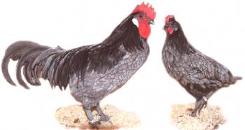 Pregled andaluzijskih piščancev: opis vrst, vsebine in fotografije