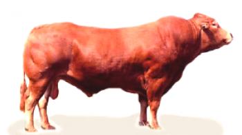 Značilnosti pasme krav Limuzina s fotografijami