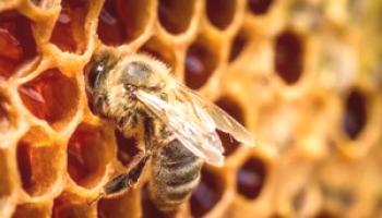 Kako čebele izdelujejo med - videi in opisi