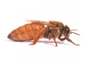 Bakfast - opis pasme čebel in njihovih značilnosti