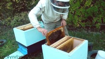 La asociación de las familias de abejas en el otoño: consejos y trucos.
