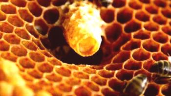 Kako jemati matični mleček čebele