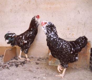 Una visión general de la raza Orlov de pollos, secretos de reproducción, fotos y opiniones de criadores de aves de corral