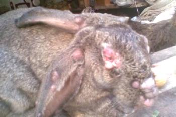 Mixomatosis en conejos: tratamiento domiciliario