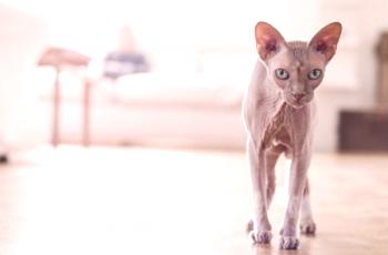 Дон сфинкс: снимка на котка, цена, описание на породата, характер, видео, детска стая