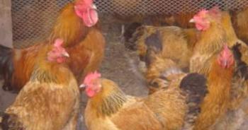 Kuchinka Jubilee raza de pollos: descripción, opiniones, fotos