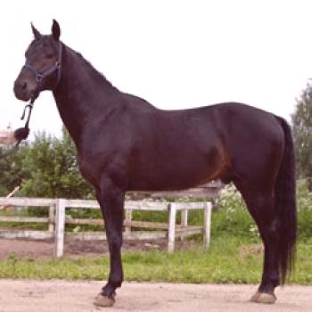 Kabardska pasma konj: zunanji opis