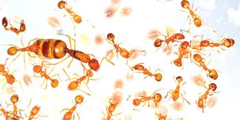 Razlogi za nastanek domačih mravljev v stanovanju
