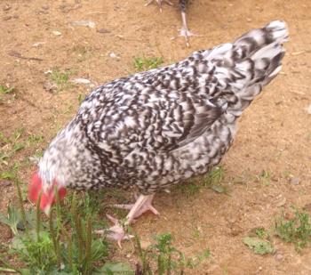 Opis Puščanska pasma piščancev s fotografijami in povratnimi informacijami lastnika