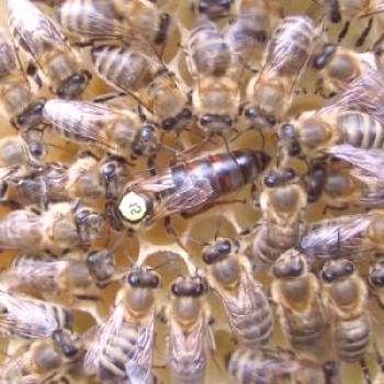 Qué tipo de abeja es mejor el útero (karpatka, apicultora Karnika, bacphast útero): descripción, precio