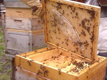 ¿Qué tratar las abejas?