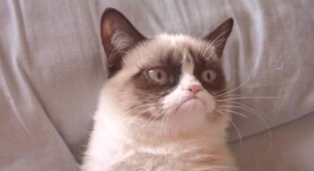 Grumpy Cat - el gato más enojado del mundo: foto, video. El gato mas oscuro de internet