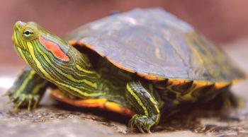 Gusanos rojos de tortuga: foto, cuidado y mantenimiento, alimentación, video.