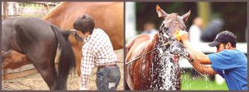 Skrb za konje na domu: video in fotografija