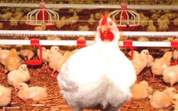 ¿Es rentable cultivar pollos en venta?