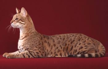 Sabana: descripción y carácter de los gatos, peculiaridades del cuidado, foto.