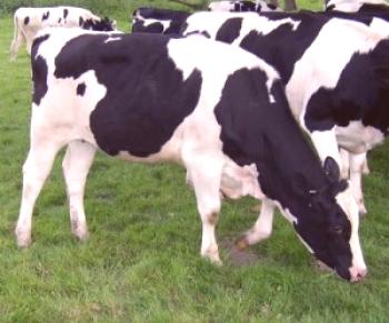 Revisión de la raza de vacas Tagil, descripción, fotos y videos.