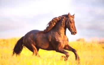 ¿Cuánto pesan los caballos: categorías, definiciones?