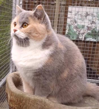British Shorthaired Cat: opis pasme, fotografija, video, lik