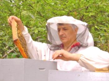Alimentando a las abejas a principios de la primavera: formas y descripción