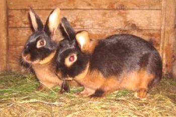 Las razas sin pretensiones de conejos: foto y descripción.