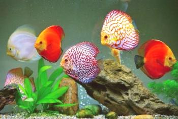Disco en el acuario: condiciones de retención, especie, reproducción.