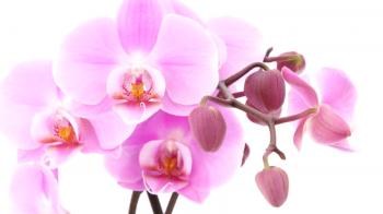 Cómo trasplantar una orquídea en su hogar - instrucciones paso a paso