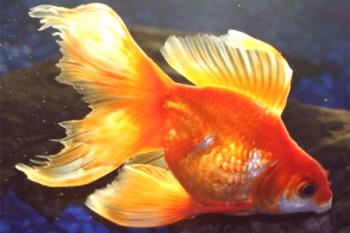 Zlati akvarijski ribi: razmere v akvariju