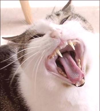 Los dientes de un gato adulto: cuántos de ellos en diferentes edades, cómo cuidar los dientes en un gato, por qué el animal pierde sus dientes.
