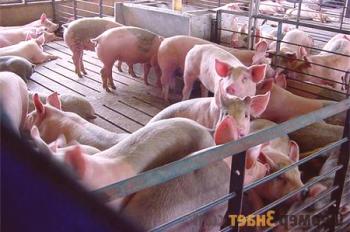 Svinjska krma: mehanizem okužbe in simptomi bolezni