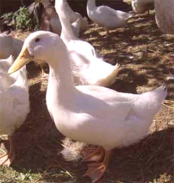 Patos de cría, razas para la cría y peculiaridades de cría.