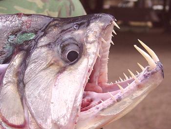 Vampire fish o patarea - foto, video y detalles del horror del Amazonas
