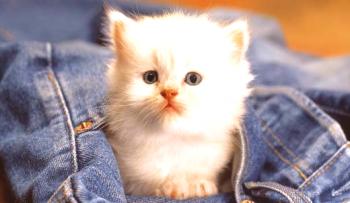 Cómo llamar a un gatito blanco. Clics (nombres) para gatos blancos y gatos.