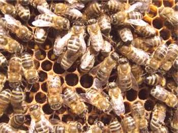 Postopek vzreje čebeljih družin, podroben opis obnašanja čebel