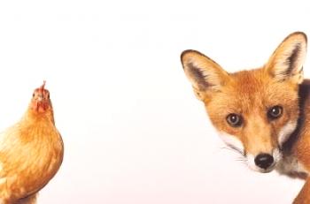 Foxy Chicken Breeds: opis, video in foto pregled