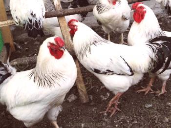 Revisión de la cría de pollos de Pershotravneva: descripción, contenido y fotos del video sobre aves