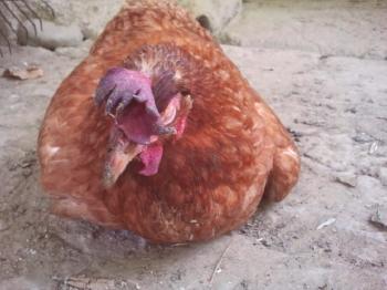 Razlogi, zakaj se pitovni piščanci in piščanci hranijo, kaj storiti perutnini